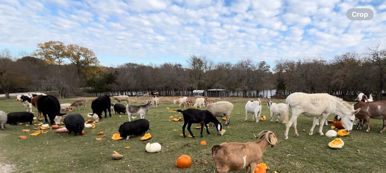 Rescued farm animals enjoying pumpkins scattered across a green pasture on a cloudy fall day.